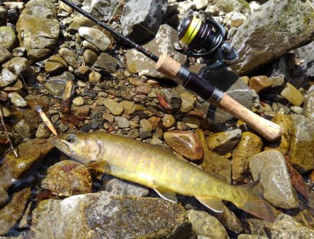 尺イワナ連続ゲット！